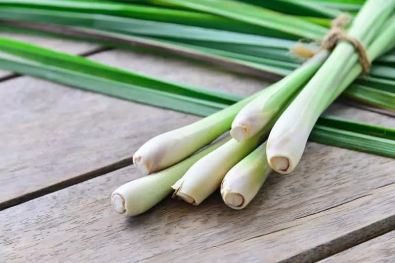 Lemongrass: Top Benefits, Uses, & Side Effects