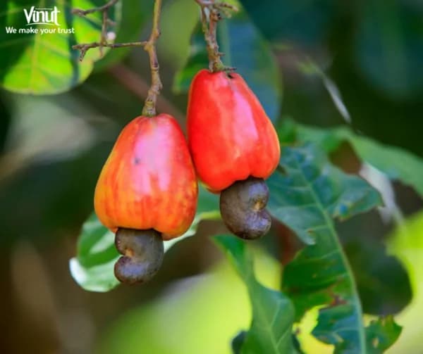 Cashew Fruit: 6 Amazing Health Benefits