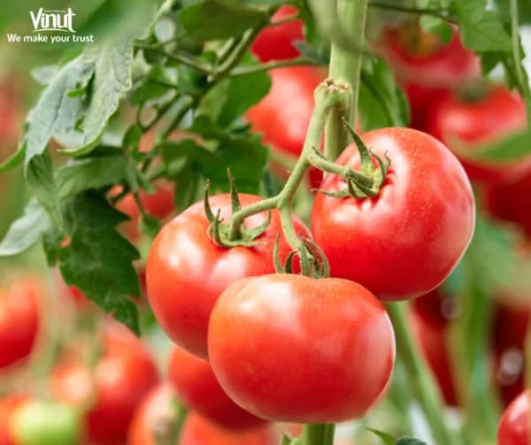 Tomato: A Juicy and Extraordinary Fruit