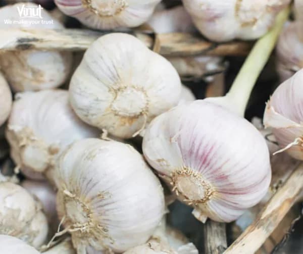 Garlic: 5 Proven Health Benefits and Uses