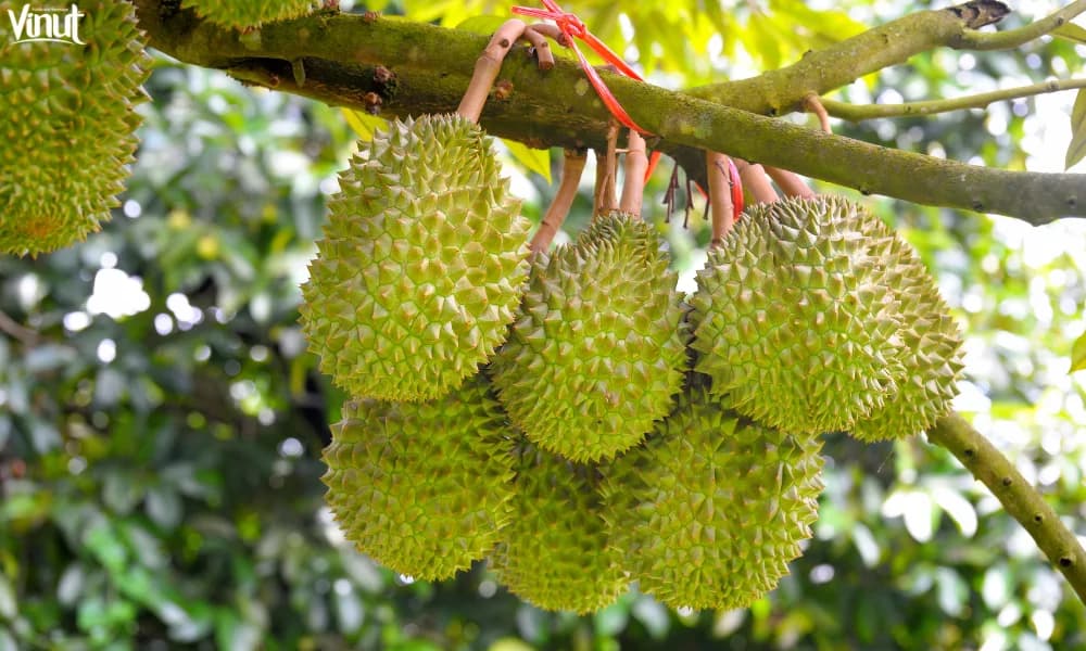 Durian: Exploring The King of Fruits