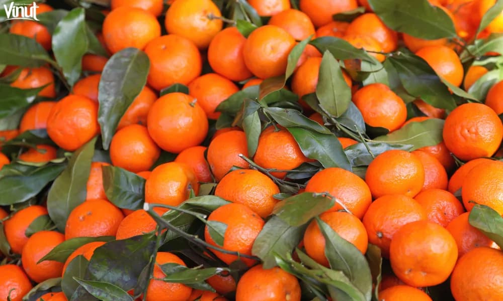 Tangerine: Varieties, 4 Nutritional Benefits and Culinary Uses