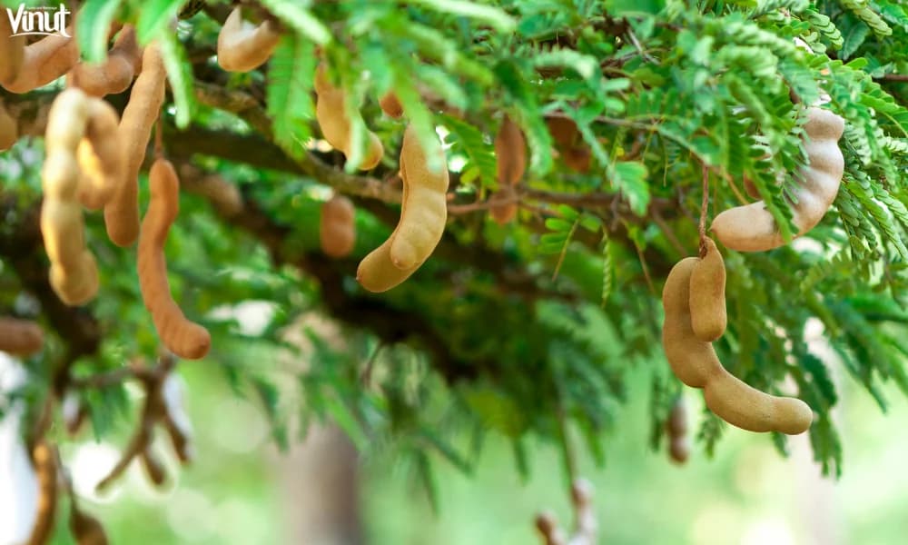 Tamarind: Culinary Uses, Culture and Tradition and 5 Amazing Health Benefits