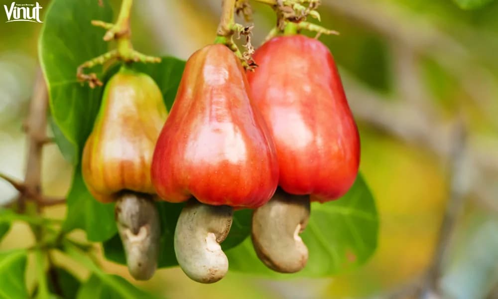 Cashew Fruit: Exploring This Fascinating Fruit
