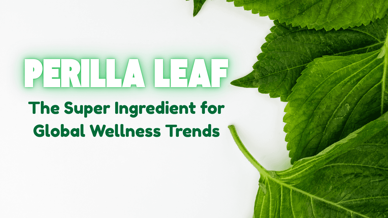 Perilla Leaf – The Super Ingredient for Global Wellness Trends
