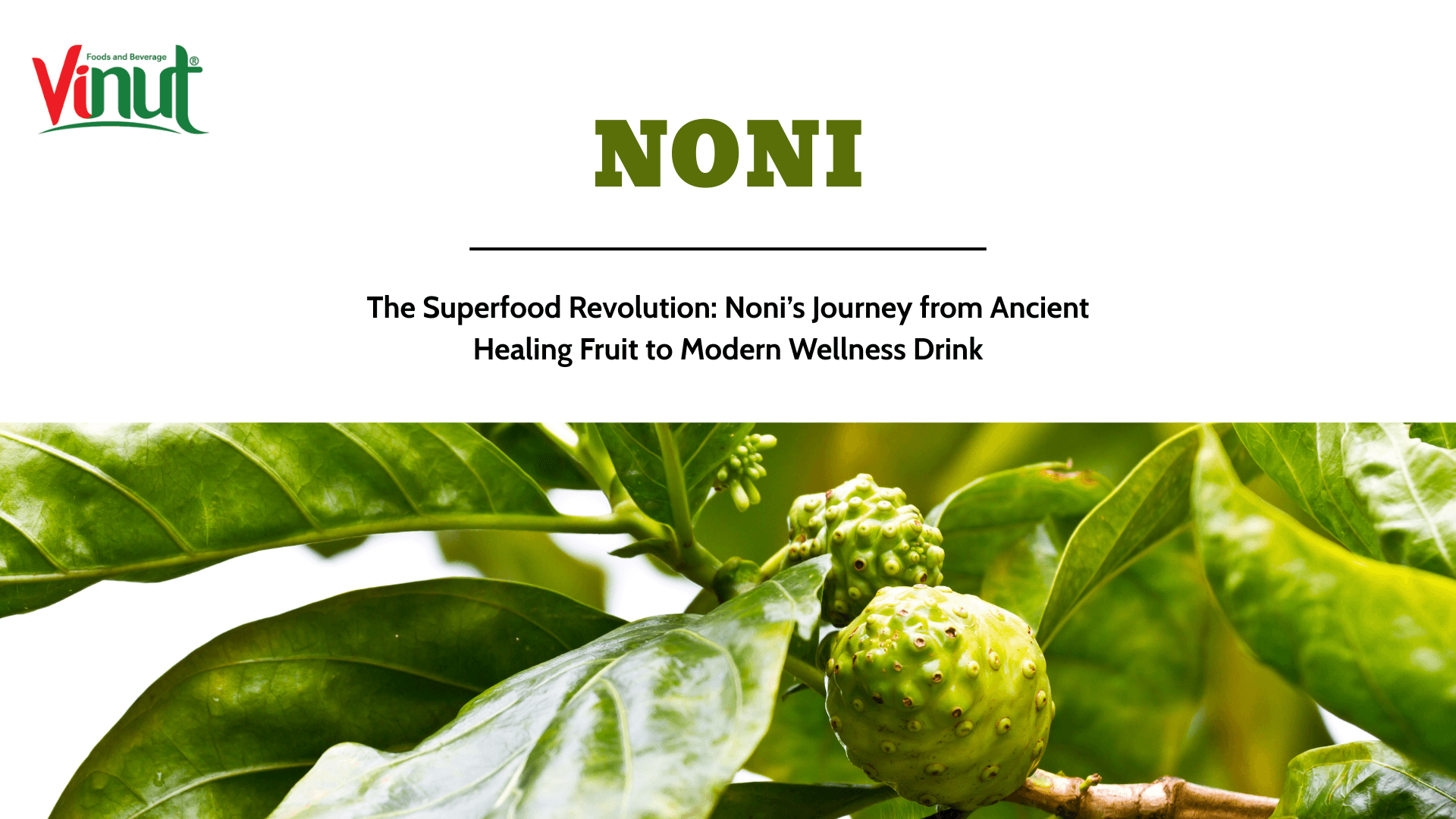 The Superfood Revolution: Noni’s Journey from Ancient Healing Fruit to Modern Wellness Drink