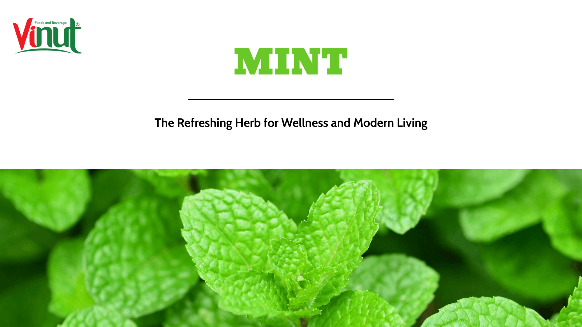 Mint: The Refreshing Herb for Wellness and Modern Living