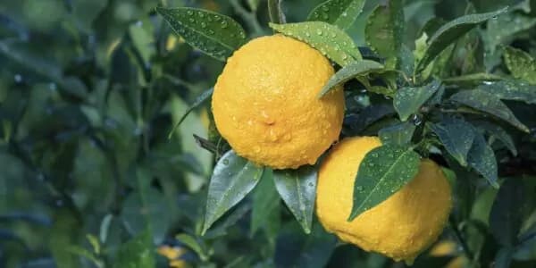 Yuzu Juice: Impressive Benefits And Recipe