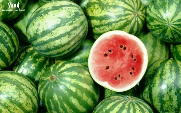 Watermelon: Wonderful and Juicy Fruit