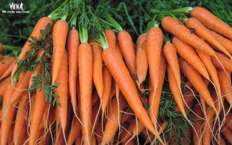 Carrot Juice: Exploring The Healthy Beverage