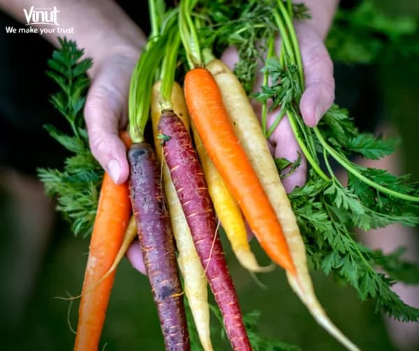 Carrot Fruit: Amazing Fruit for Your Health