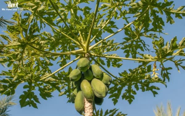 Papaya: Origins, Varieties, Amazing Nutritional Value and Culinary Uses
