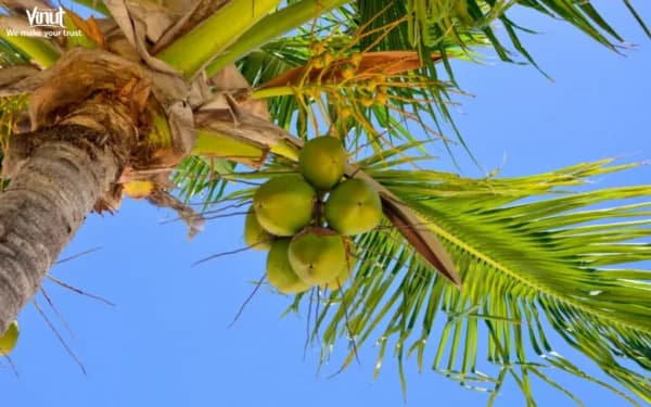 Top 10 Famous Coconut Importing Countries