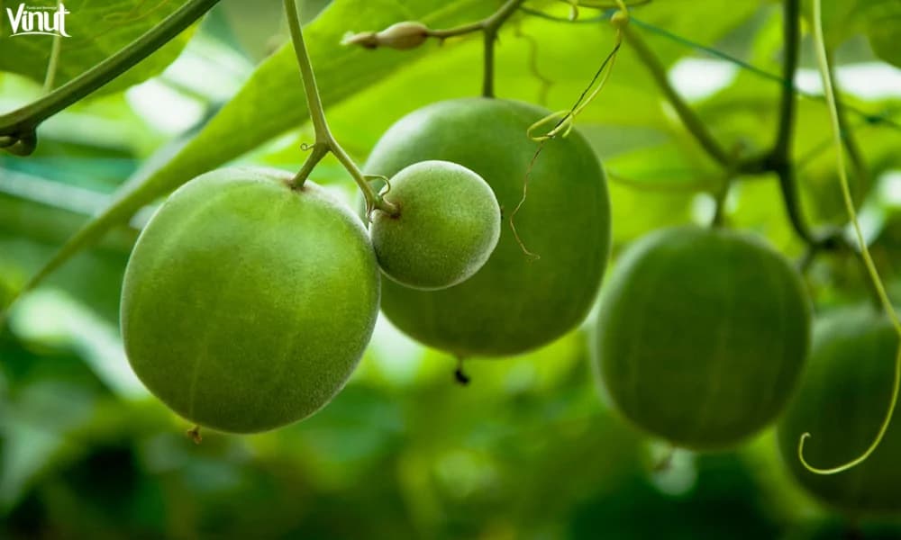 Monk Fruit – Nature’s Gift to Health-conscious Individuals