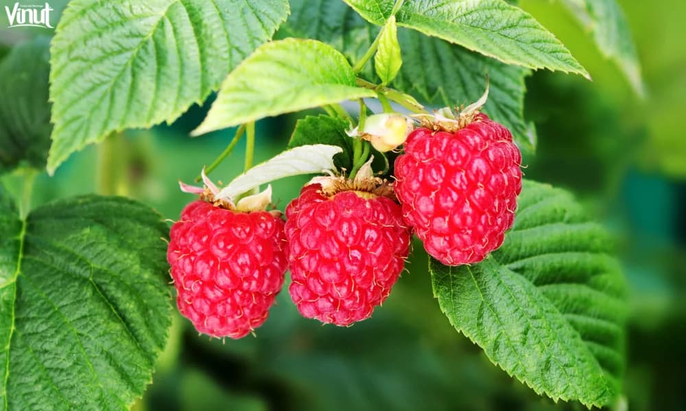 The Raspberry: A Versatile and Delicious Fruit