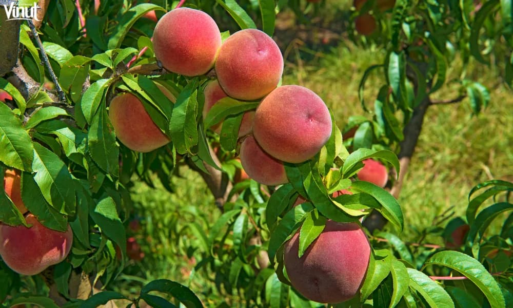 The Peaches: The Natural Sweetness with 4 Impressive Benefits