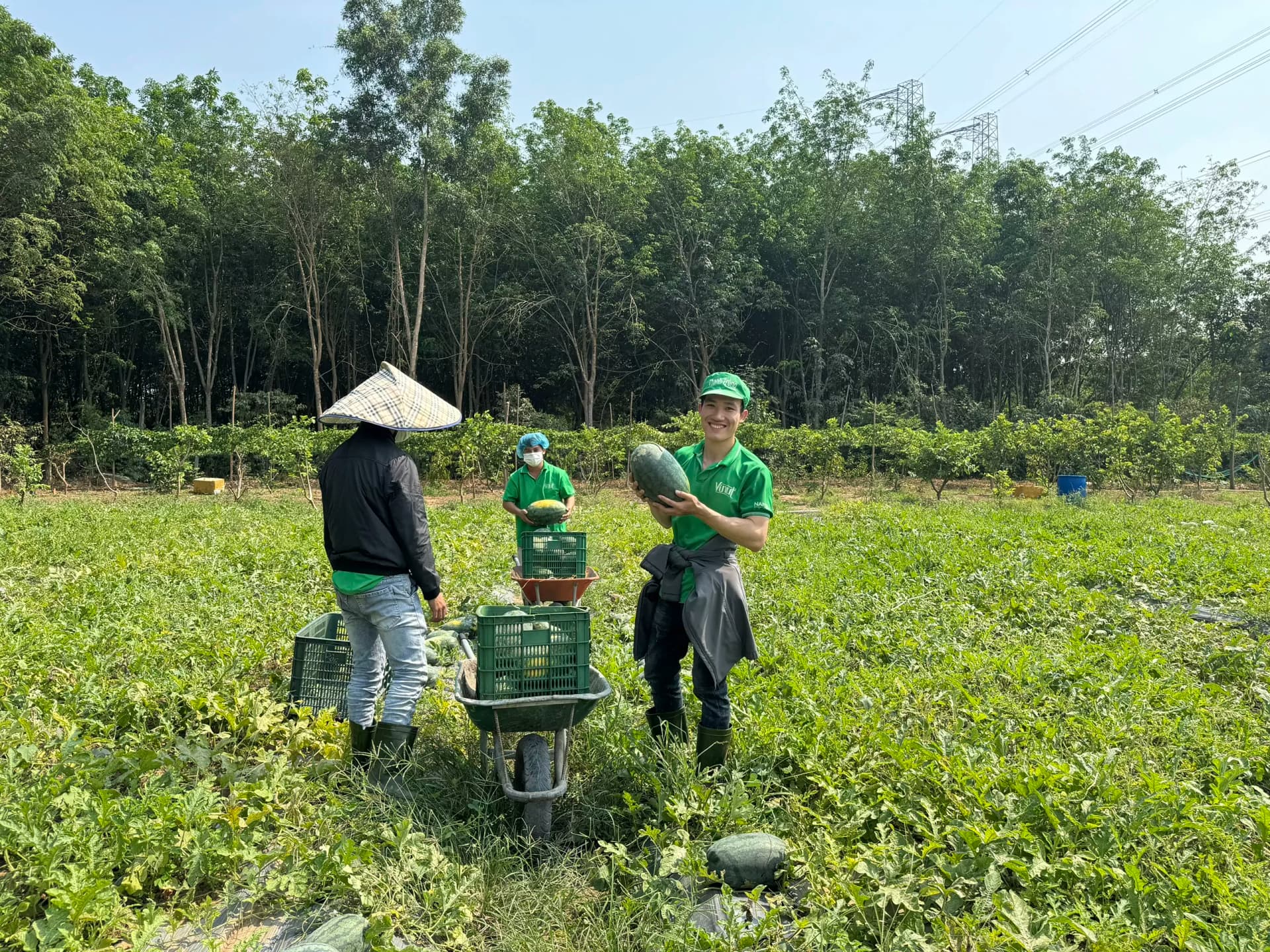 The Process of Selecting and Preparing Watermelons at Vinut