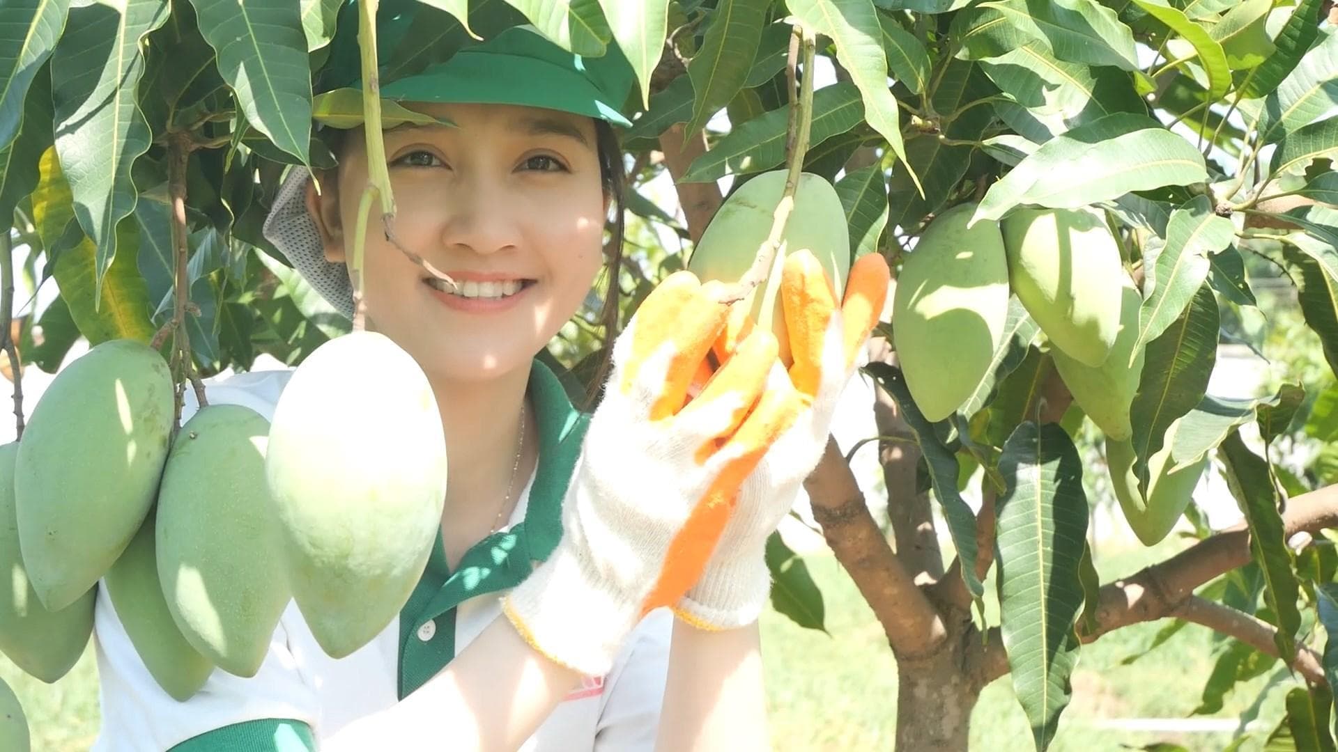VINUT's Farm: Visit The Mango farm