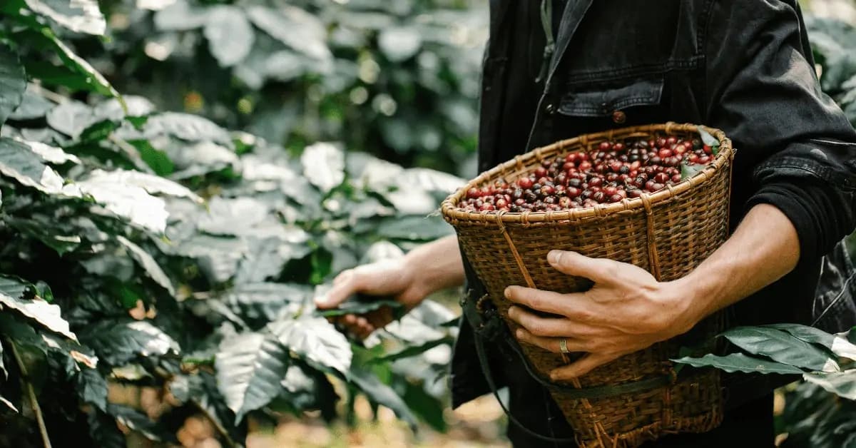 Top 5 Coffees in the World Which Brand is Best? Best Selling Coffee in America