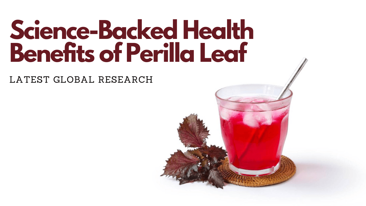 Science-Backed Health Benefits of Perilla Leaf – Latest Global Research