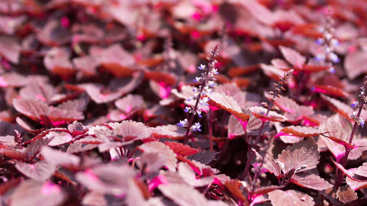 Perilla Leaf Extract: The Secret Behind VINUT’s Nutritious Beverages