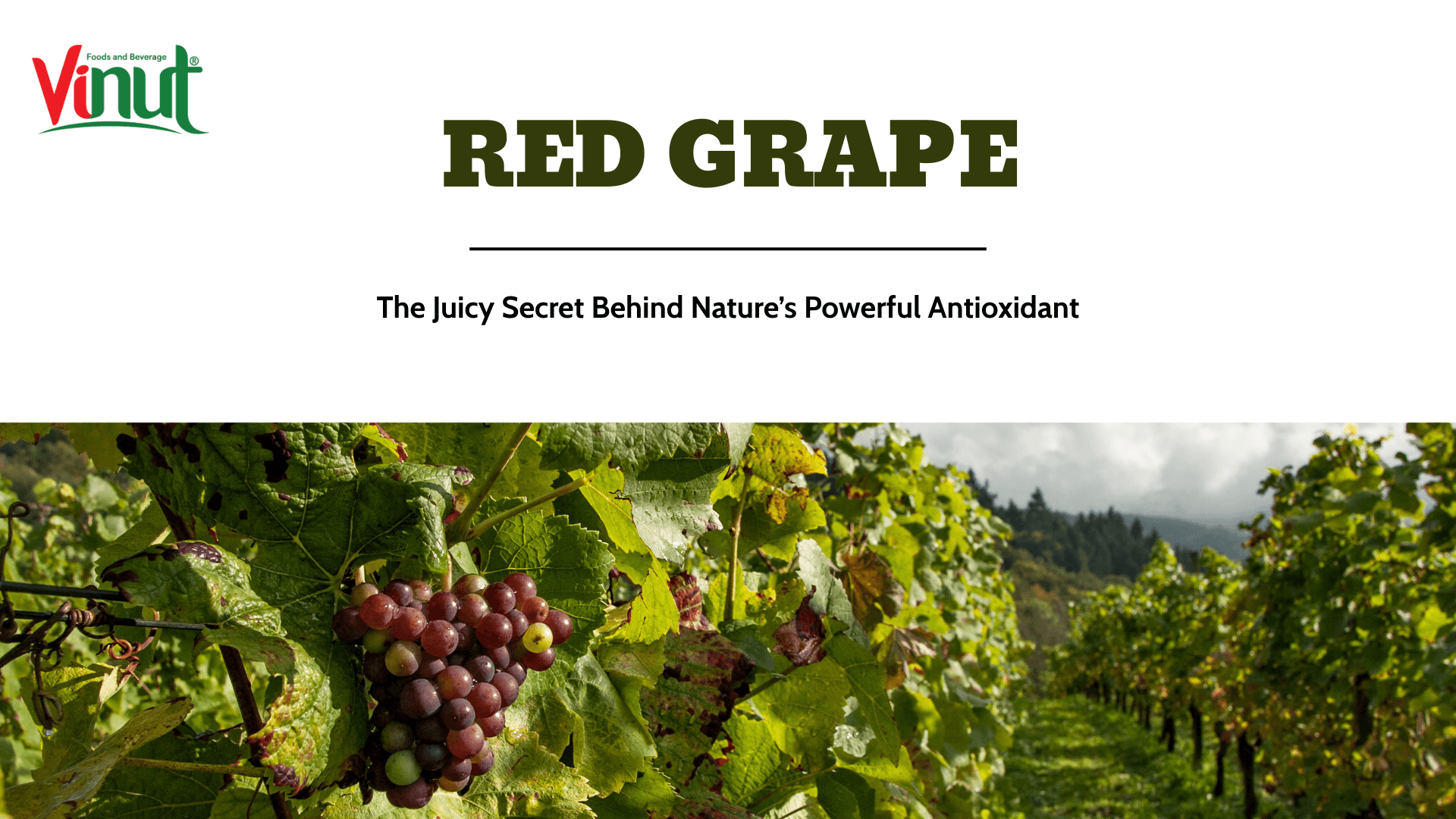 Red Grape: The Juicy Secret Behind Nature’s Powerful Antioxidant