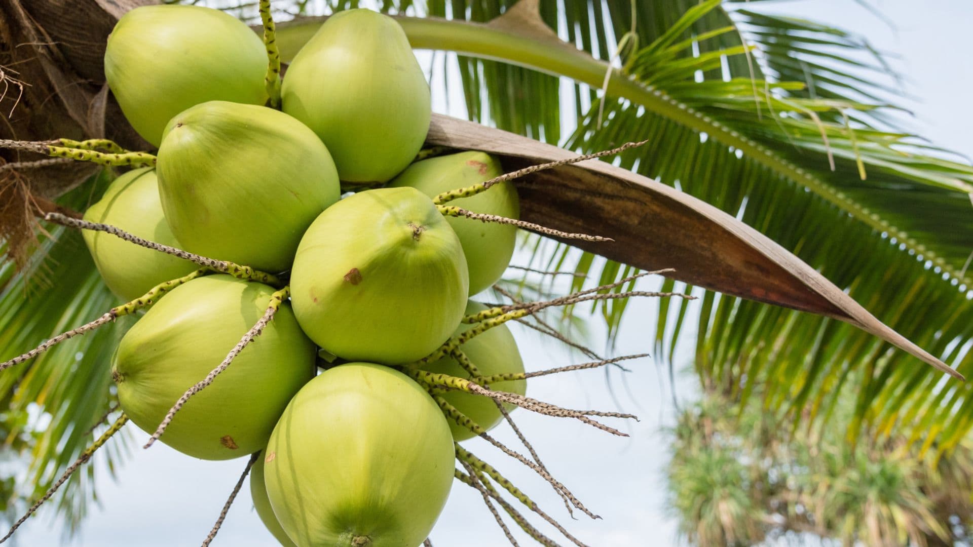 How Coconut Water Is Processed for International Markets