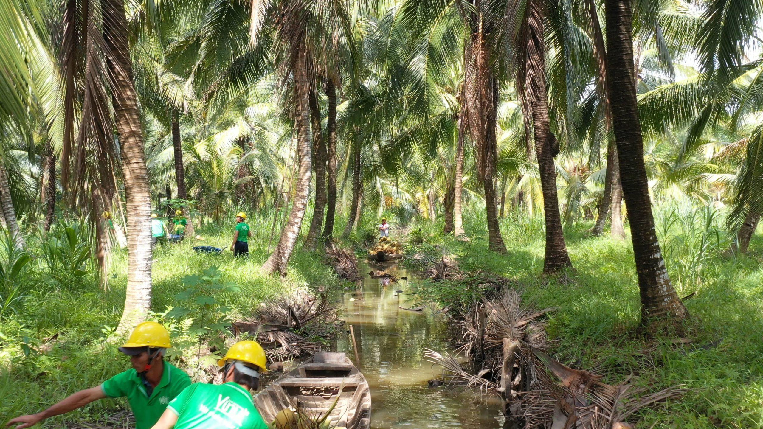 Coconut water farm vinut