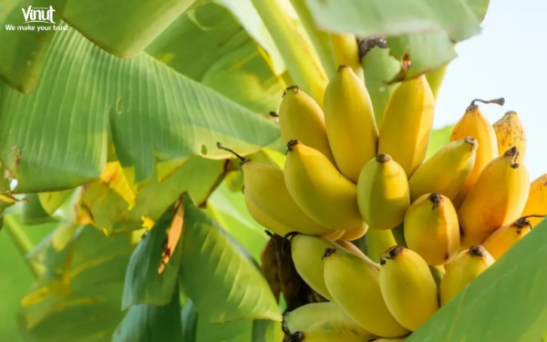 Juice Cavendish Banana Fruit Eating PNG - Free Download