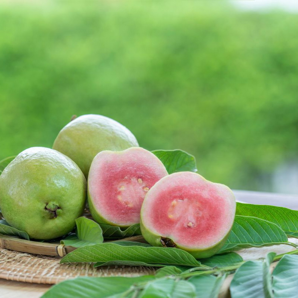 100 Pink Guava Juice drink vinut without pulp 300x300 3
