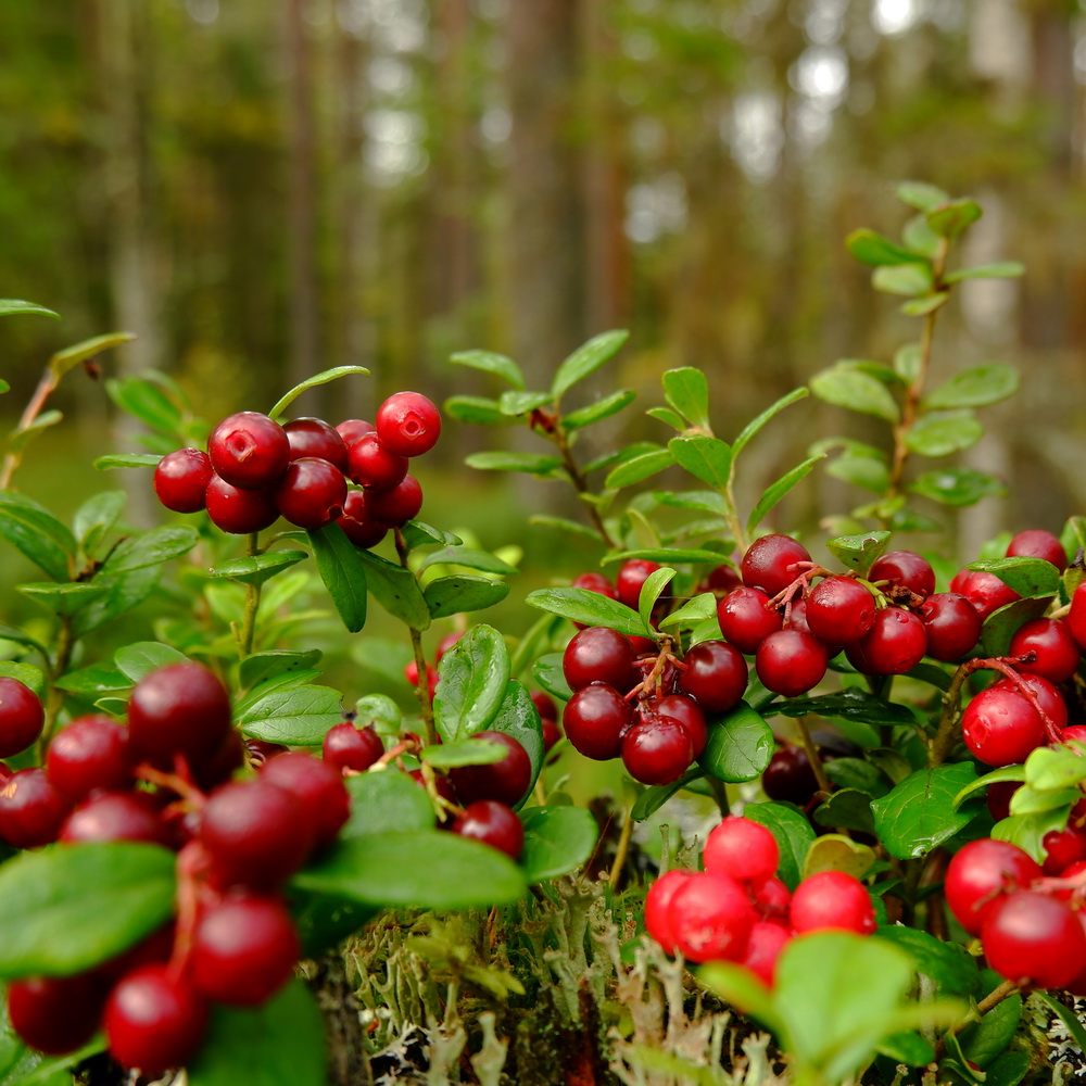 Cranberry Juice drink vinut without pulp 300x300 1