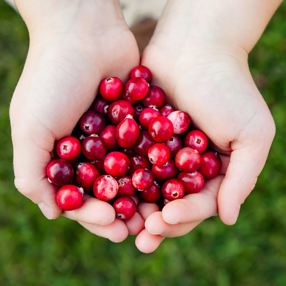 Cranberry Juice drink vinut without pulp 300x300 3