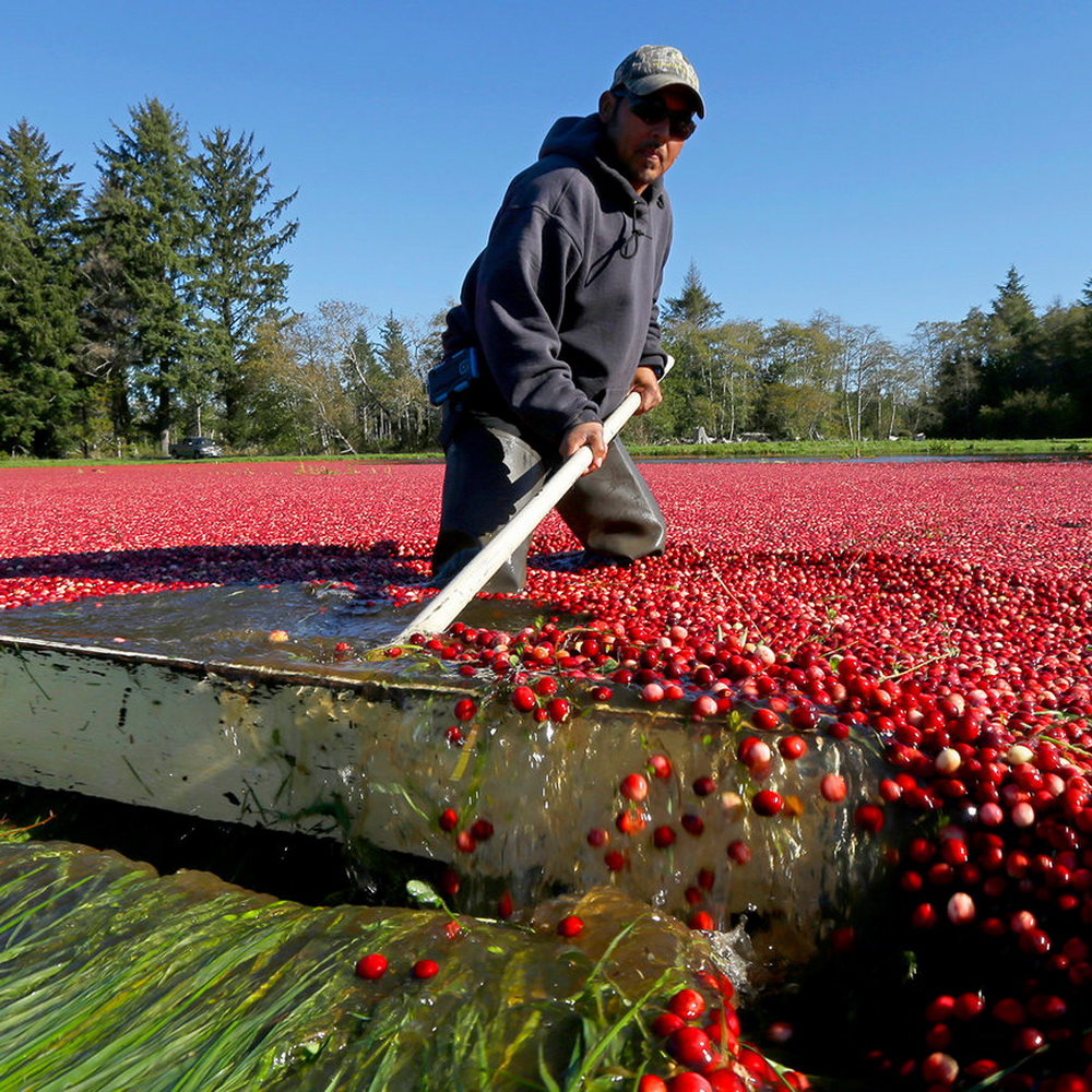 Cranberry Juice drink vinut without pulp 300x300 4