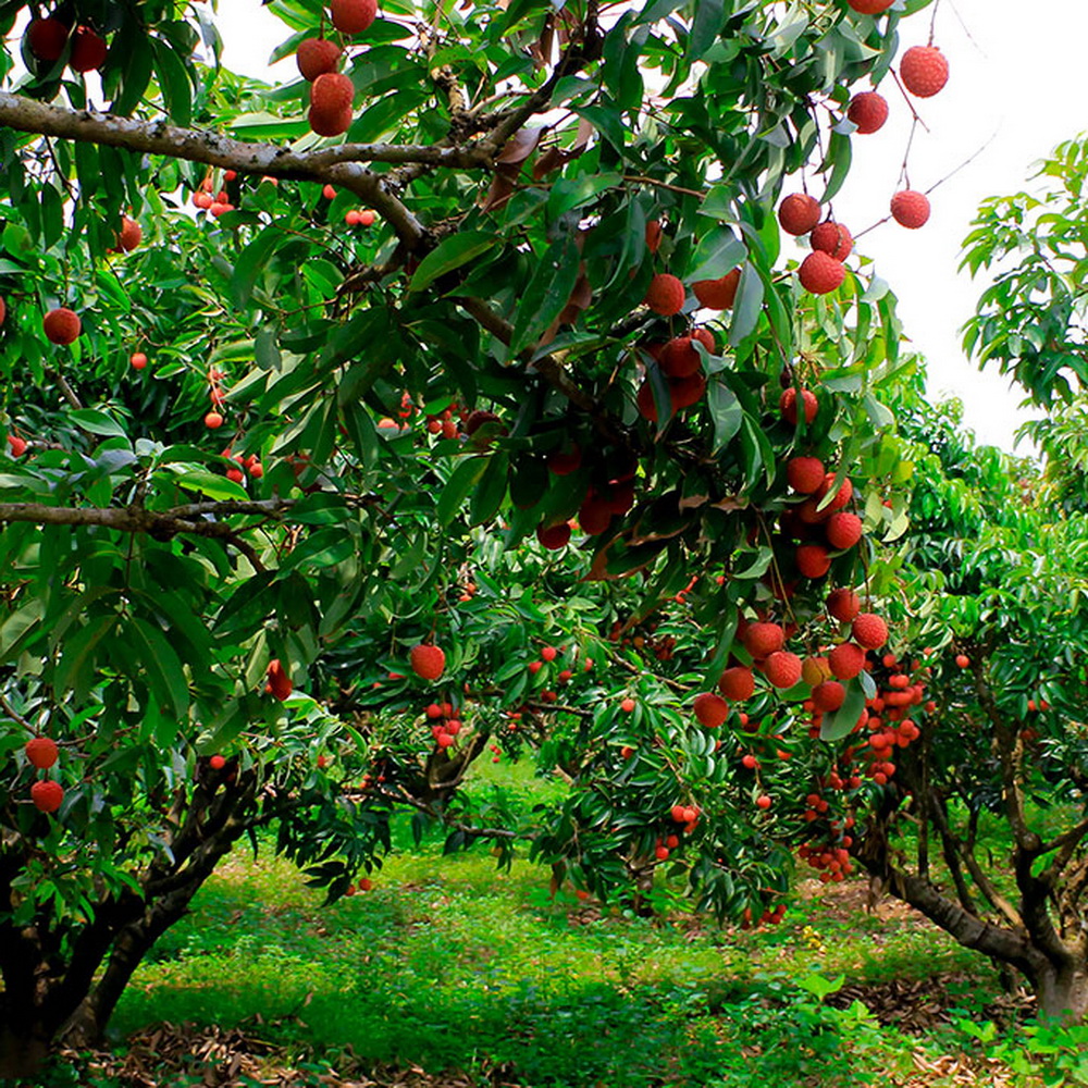 Lychee Juice drink vinut without pulp 300x300 1