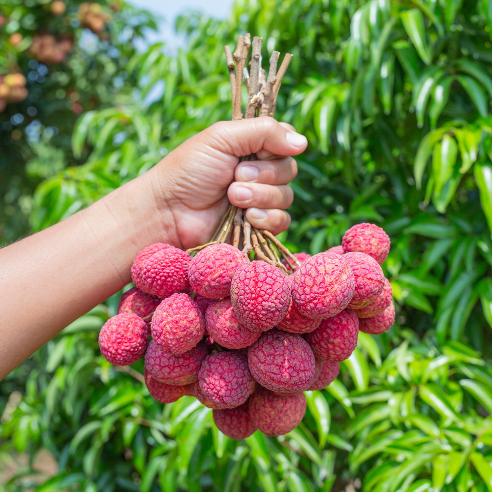 Lychee Juice drink vinut without pulp 300x300 2