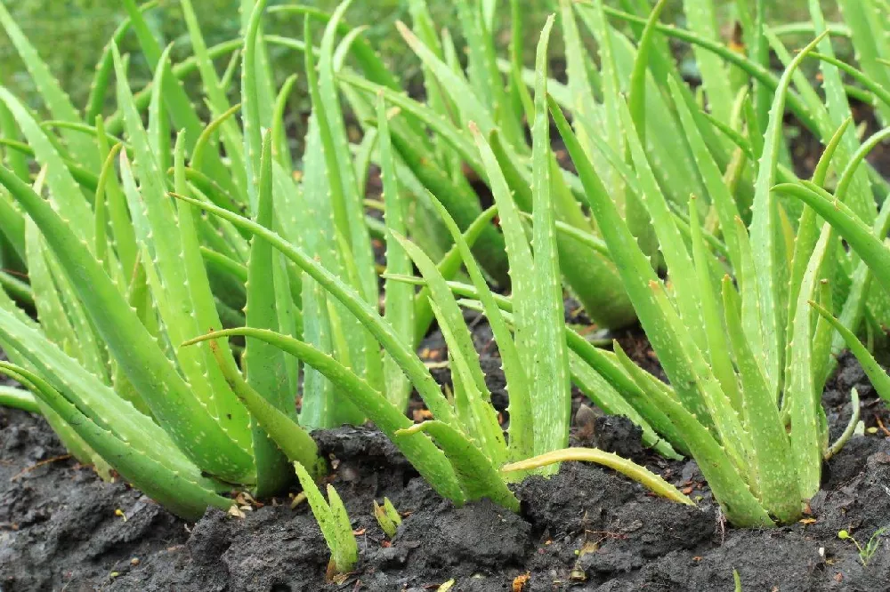 Exploring the Wonderful World of Premium Aloe Vera Drinks