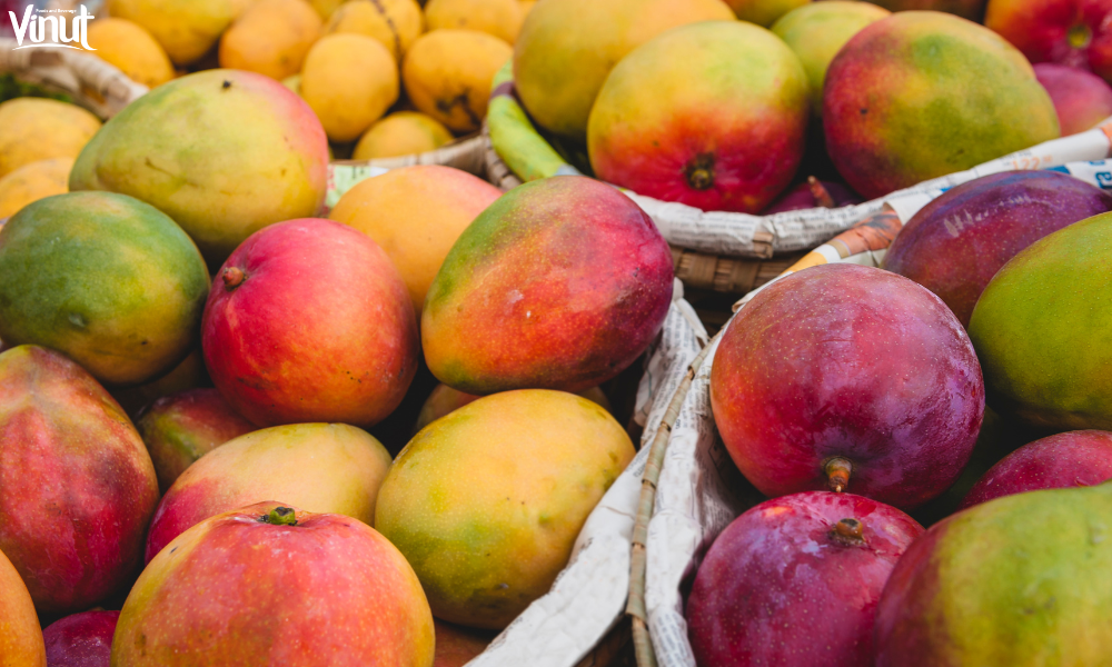 VINUT_Cultivating Mangoes