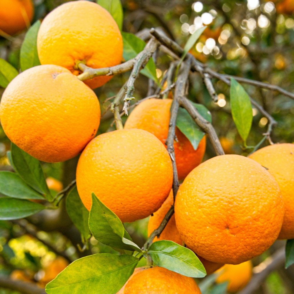 100 Orange Juice drink vinut without pulp 300x300 3