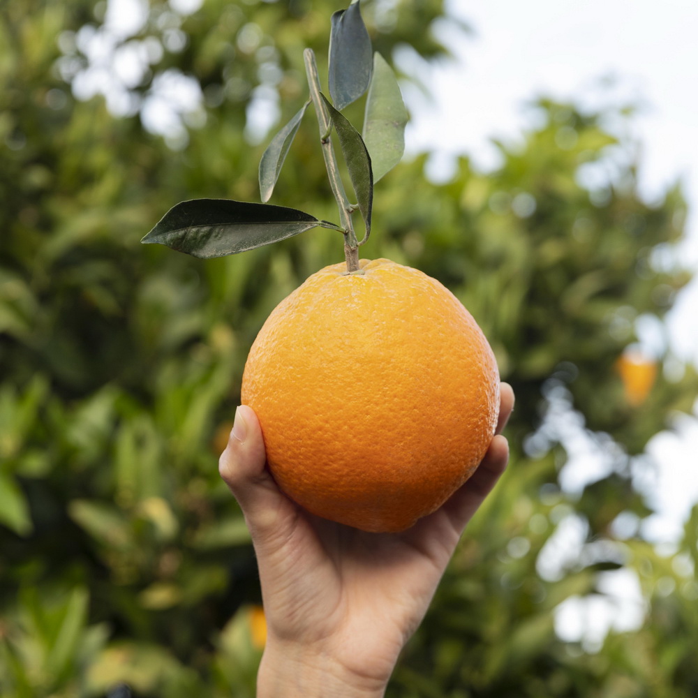 100 Orange Juice drink vinut without pulp 300x300 4