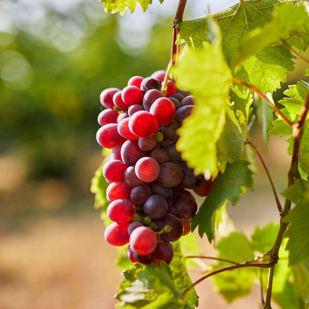100 Red Grape Juice drink vinut without pulp 300x300 1