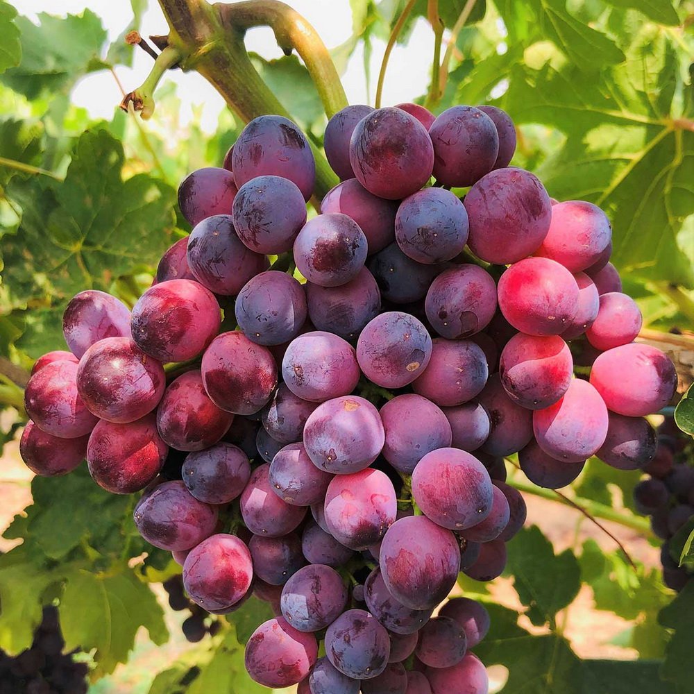 100 Red Grape Juice drink vinut without pulp 300x300 3