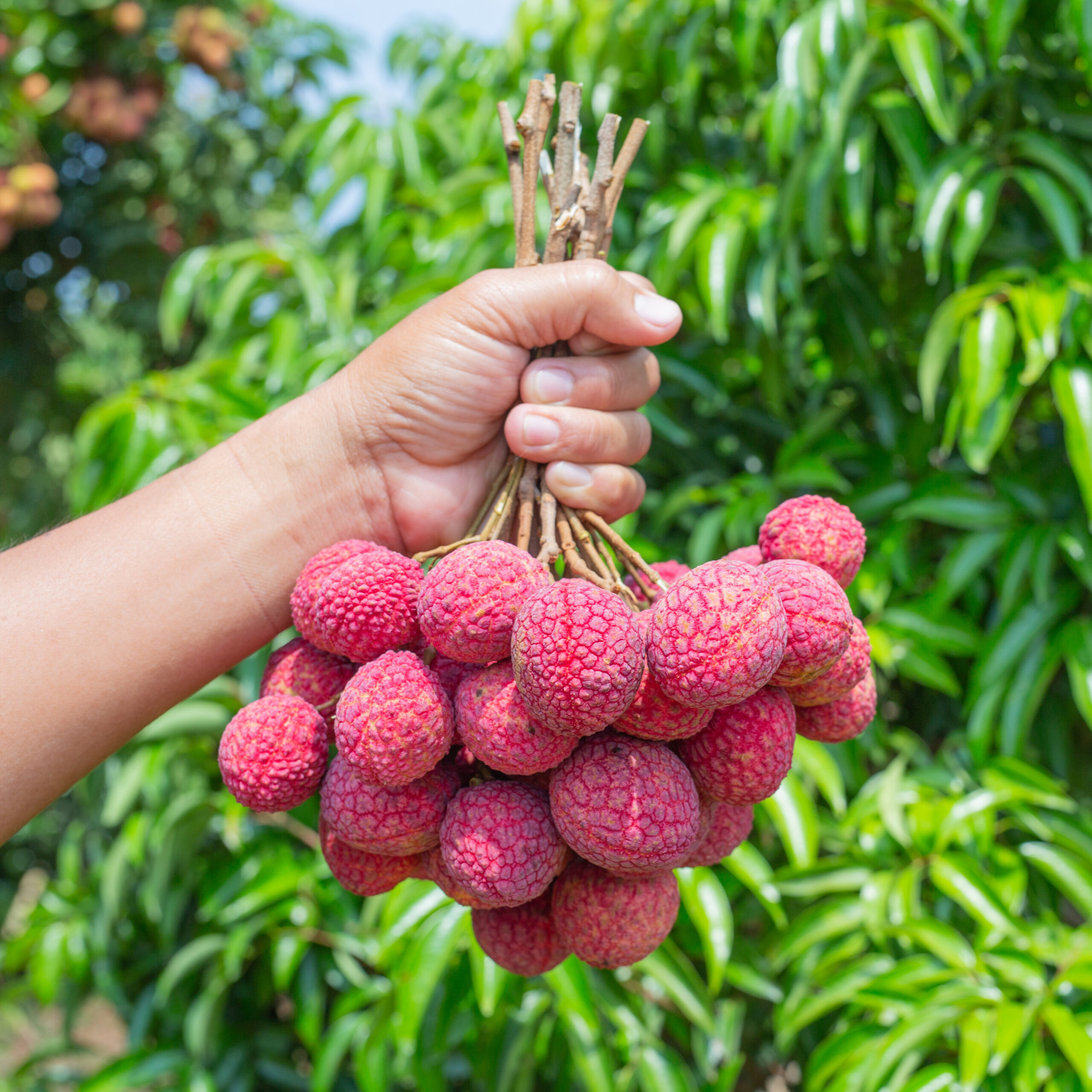 Lychee Juice drink vinut 100 300x300 1 scaled 1
