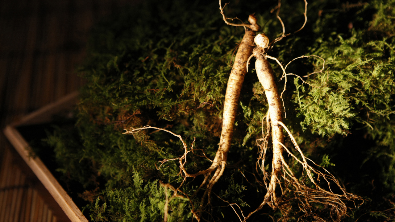 VINUT_Unlike ginseng, which can overstimulate certain individuals