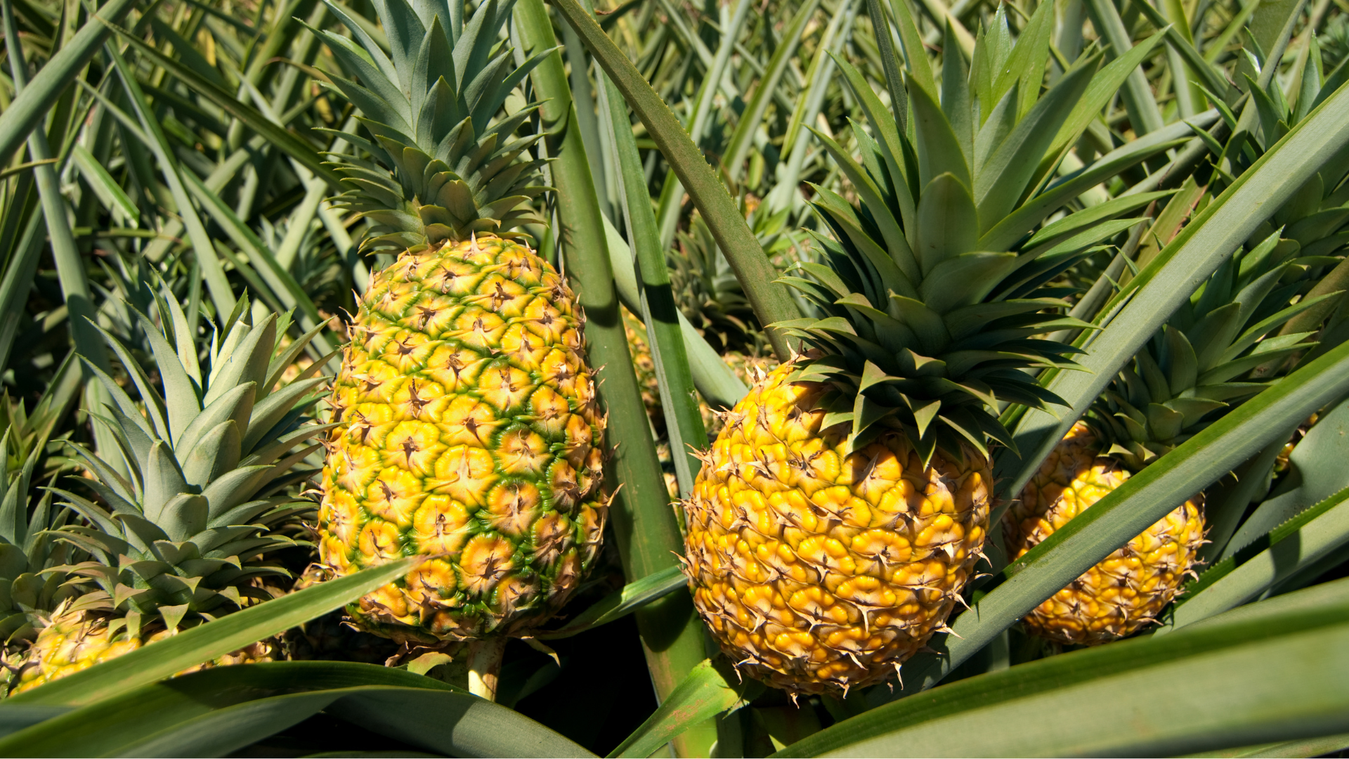pineapple
