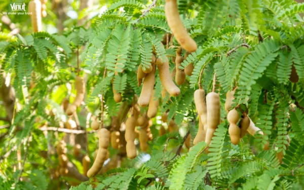 VINUT_Tamarind VINUT_Tamarind
