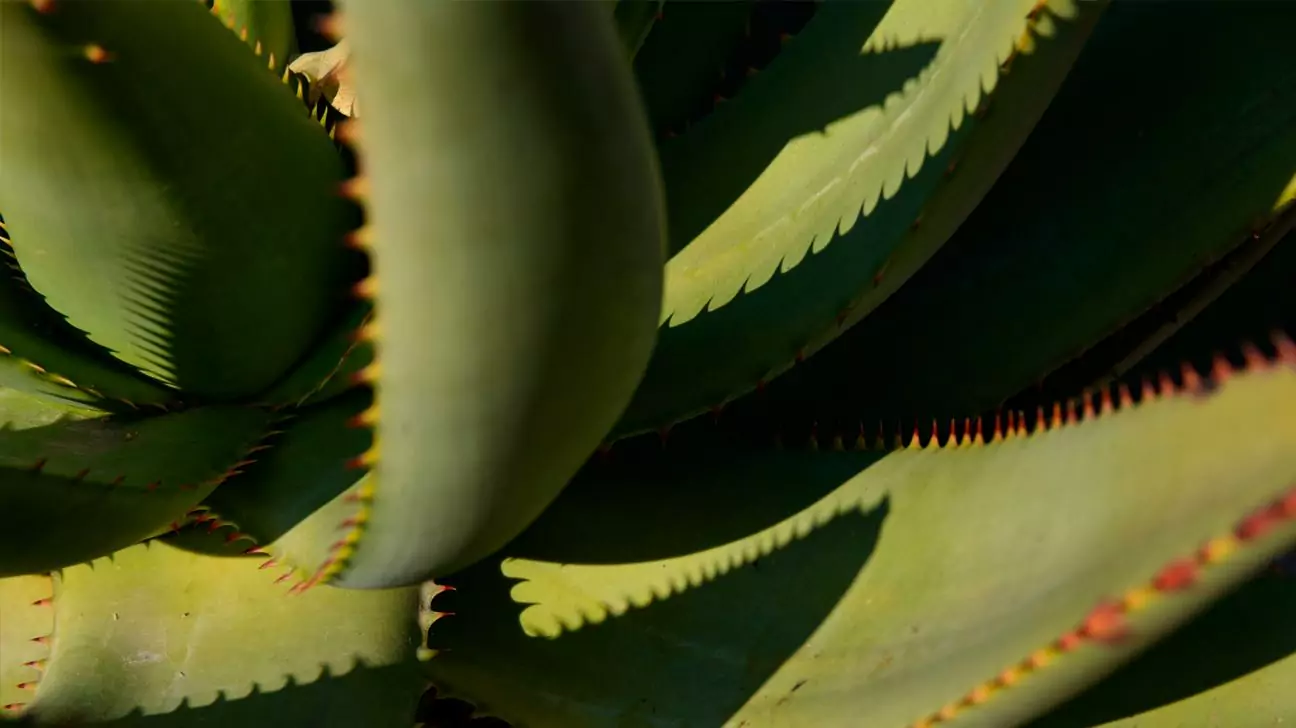 Sergi Escribano/Getty Images aloe vera closeup edited original1296x728 header