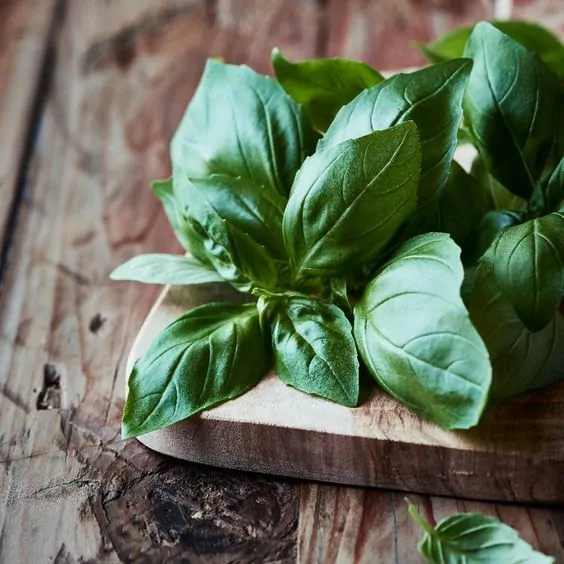 Basil Seeds Basil Seeds