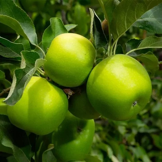 Granny smith