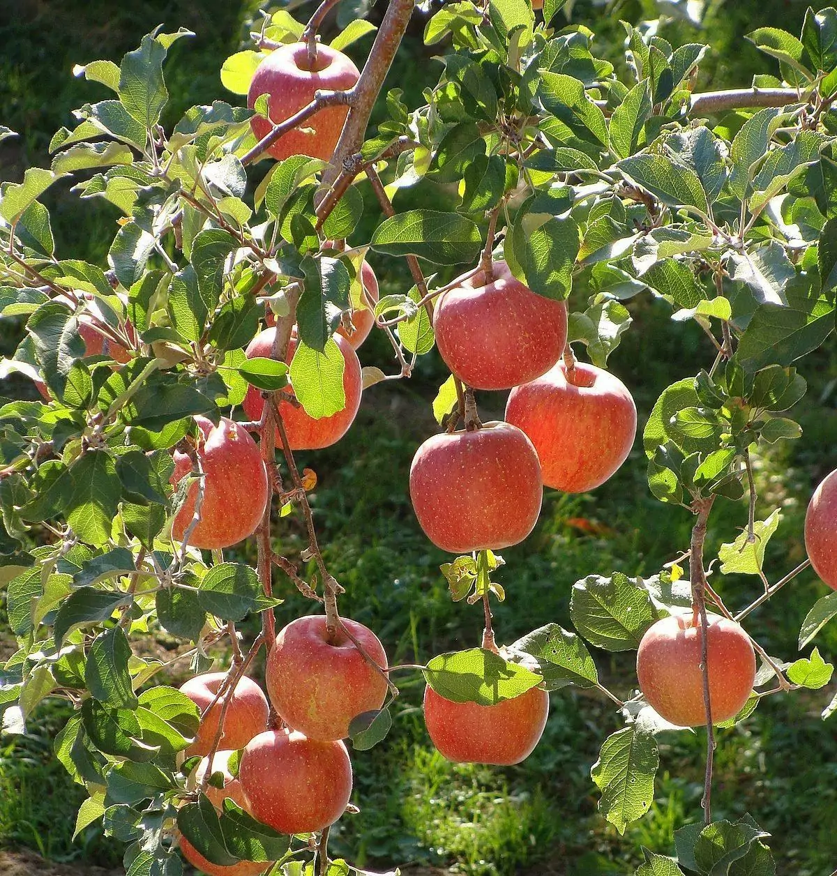 Fuji Apple