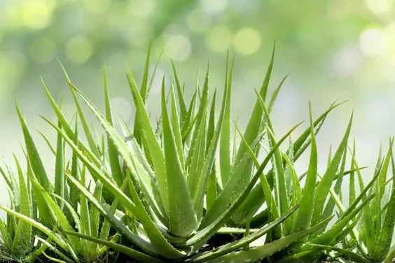 Aloe Vera Aloe Vera